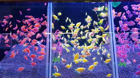 彩色磚魚|【磚魚好養嗎】磚魚好養嗎？入門新手魚的絕佳選擇，告訴你怎麼。